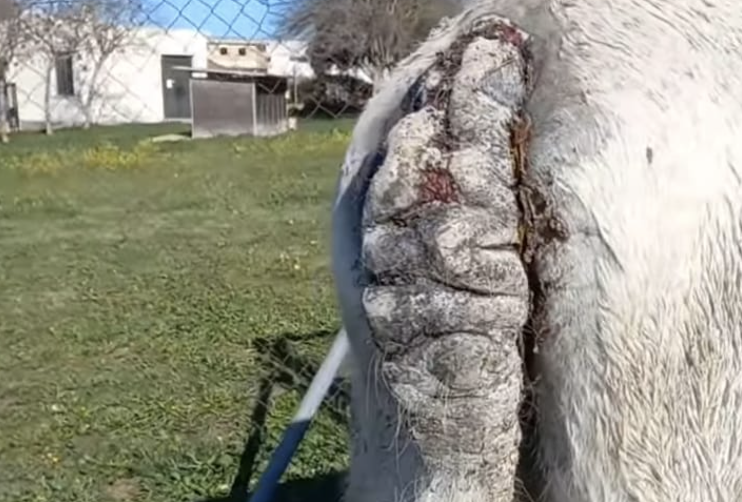 Melanoma en el rabo de la yegua. CEDIDA