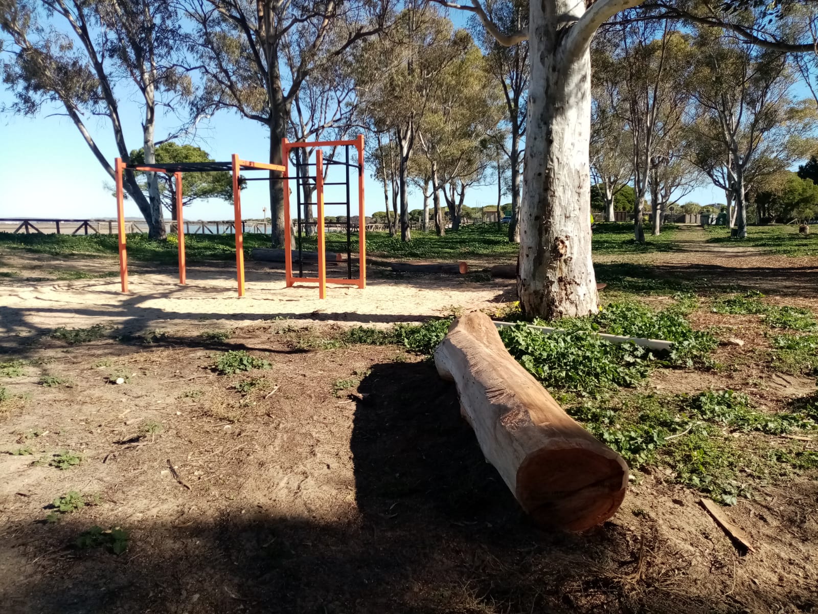 Fustes de árboles convertidos en bancos para los parques en Puerto Real.