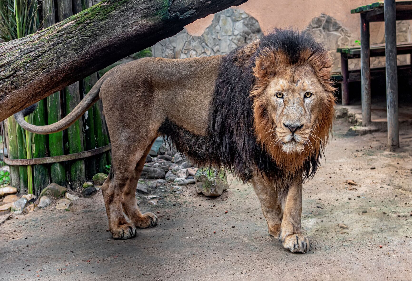 Szimba, el león asiático del Zoo de Jerez. Szimba, el león asiático del Zoo de Jerez.