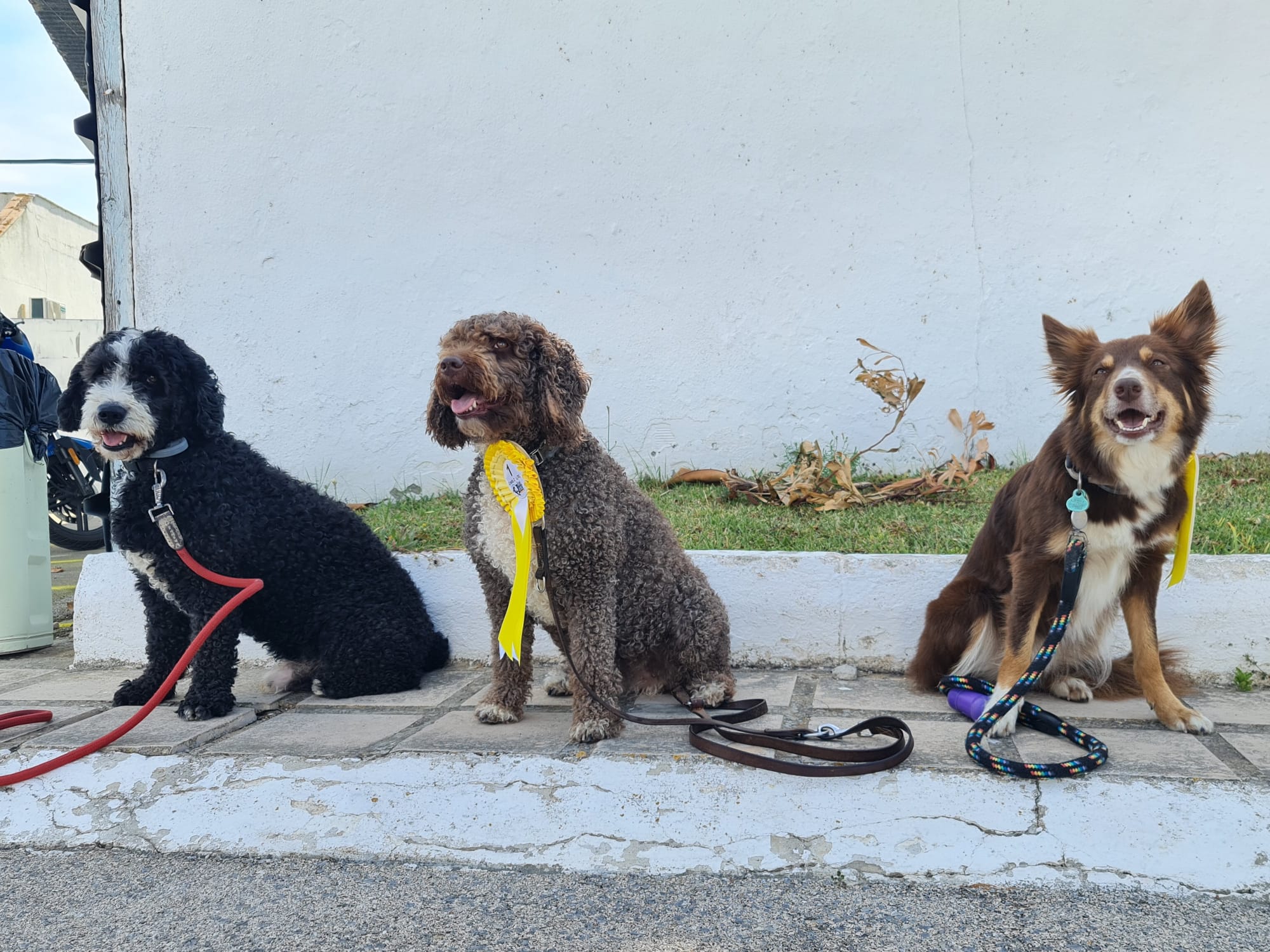 Perros en una exposición canina en la provincia de Cádiz en una imagen de archivo.