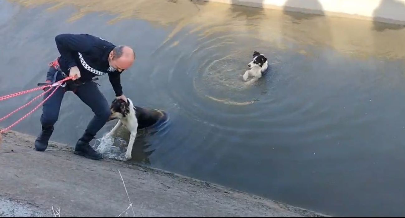 Un agente de la Policía Local salva a dos perros de morir ahogados.