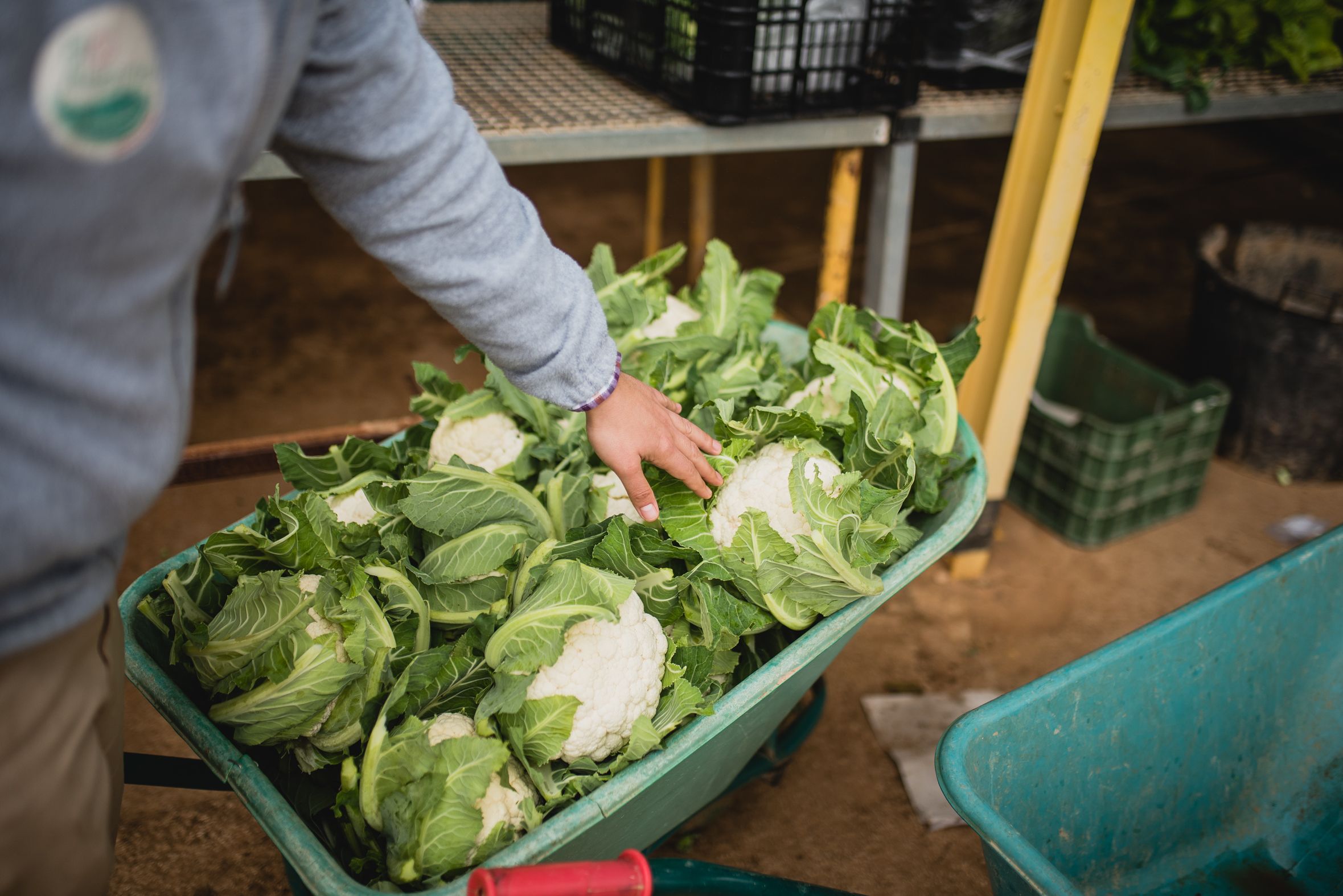 BioAlverde, la empresa ecológica y solidaria de Dos Hermanas