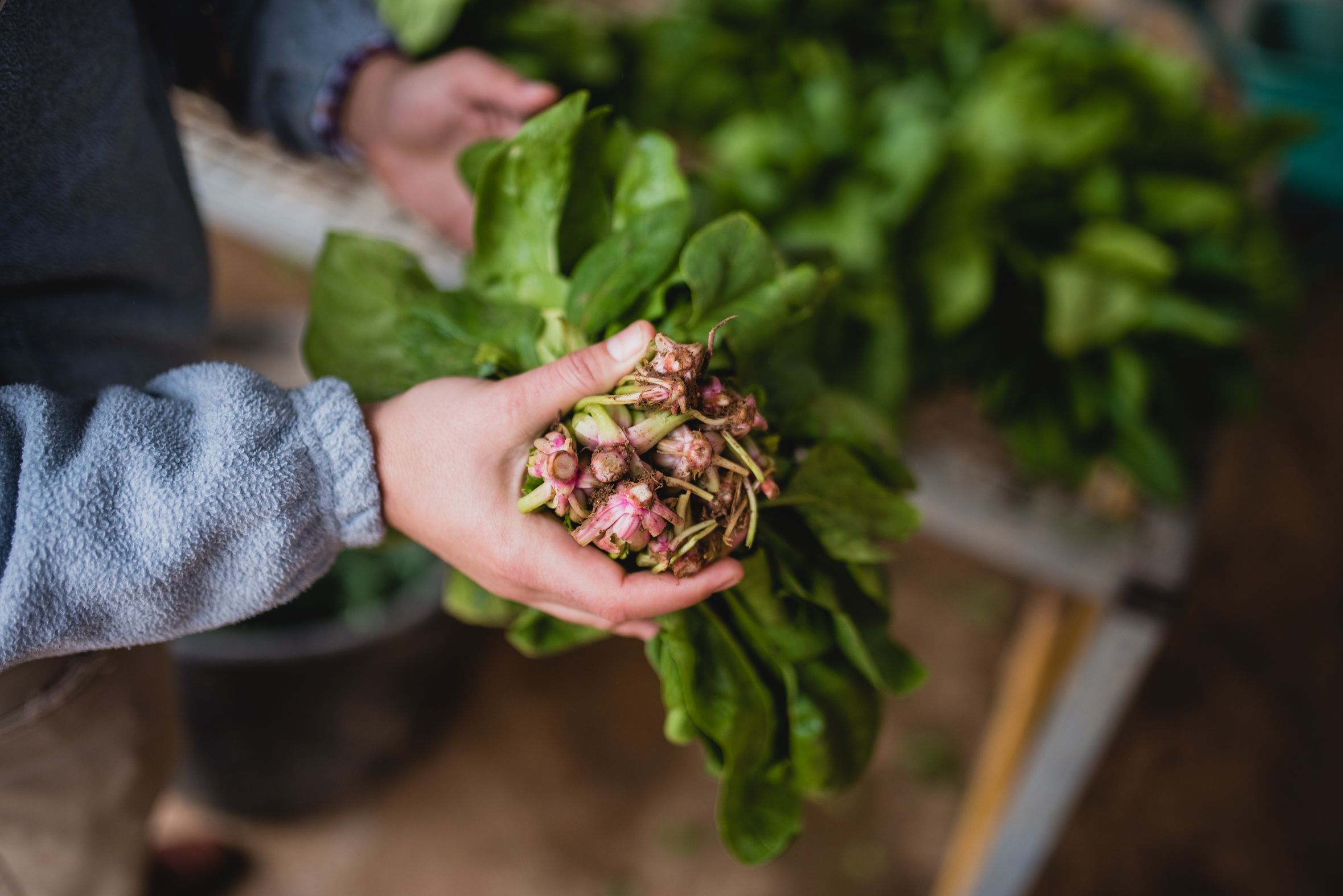 BioAlverde, la empresa ecológica y solidaria de Dos Hermanas