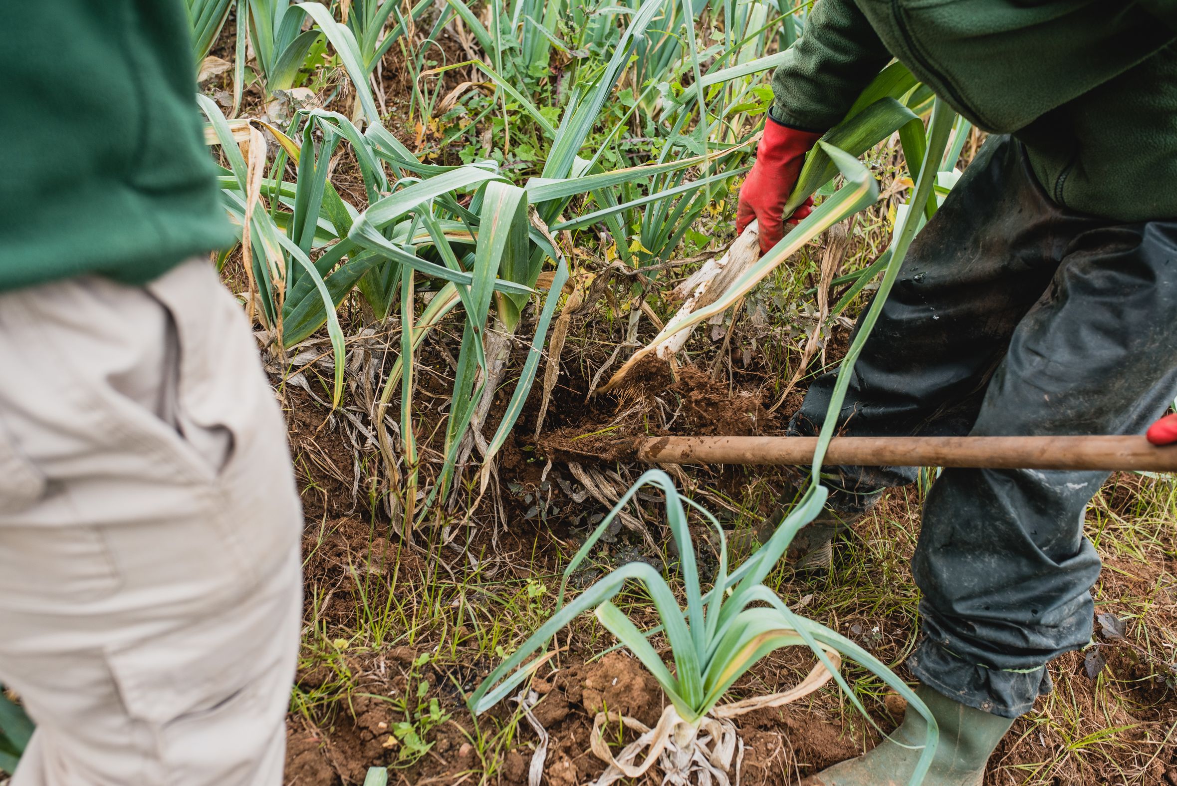 BioAlverde, la empresa ecológica y solidaria de Dos Hermanas