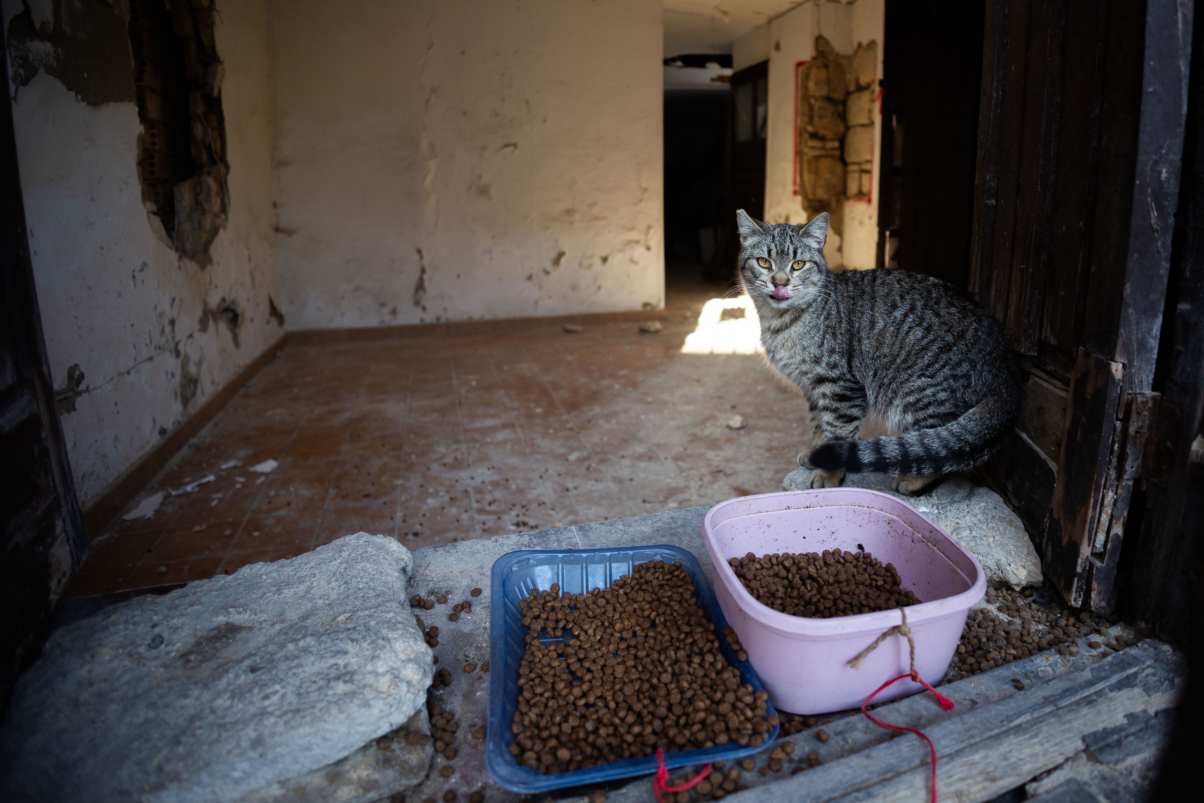 Una colonia de gatos en Jerez. 