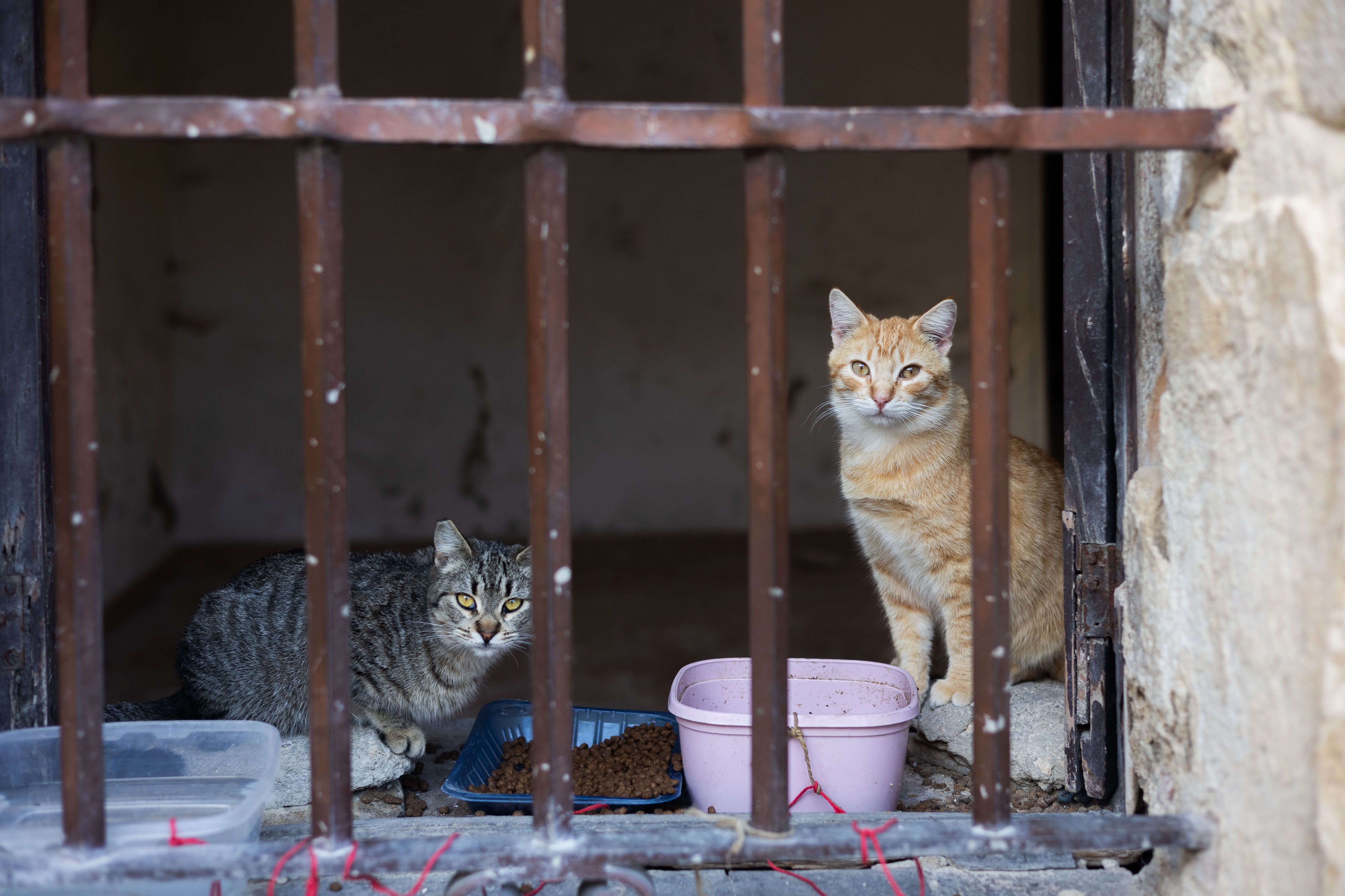 Una colonia de gatos, para las cuales también trabajan en San Fernando.