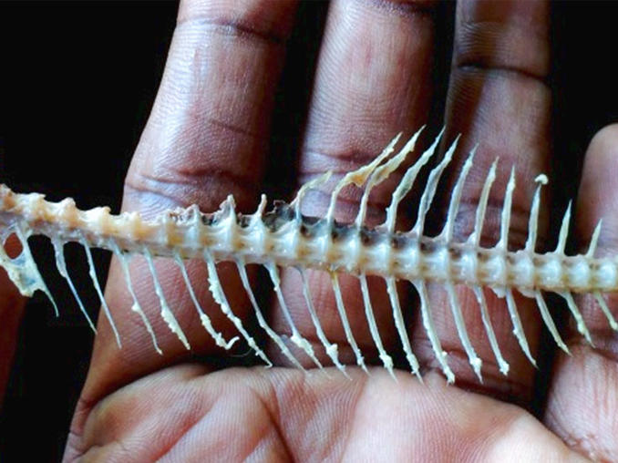 Espina de pescado, en una imagen de archivo.