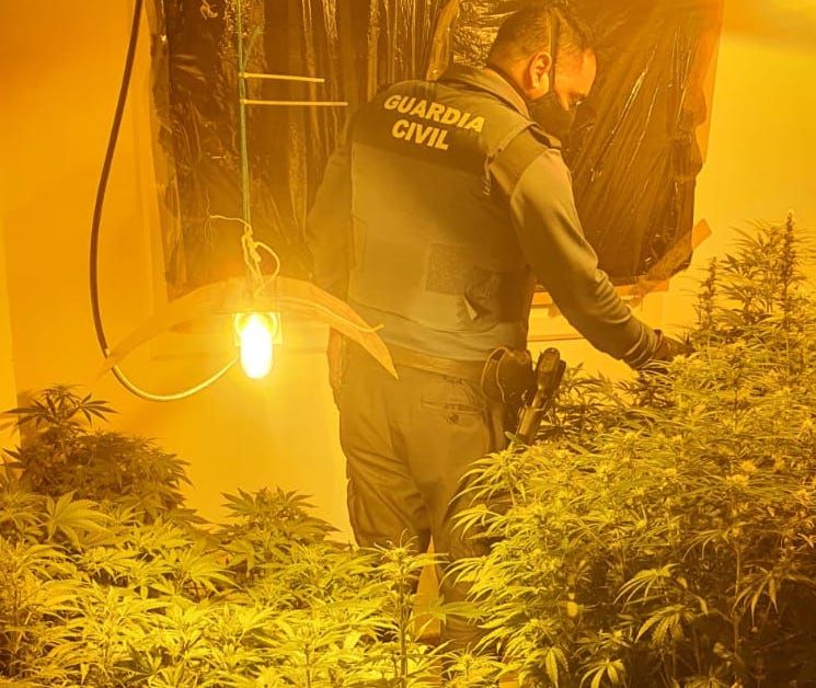 Plantas de marihuana en el domicilio de Chiclana. FOTO: GUARDIA CIVIL