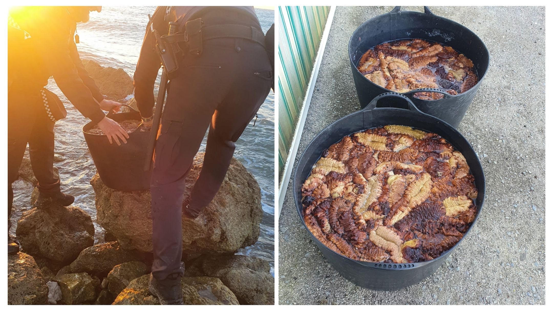 Por llevar 102 kilos de pepinos de mar puede ser multado un hombre en Chiclana.