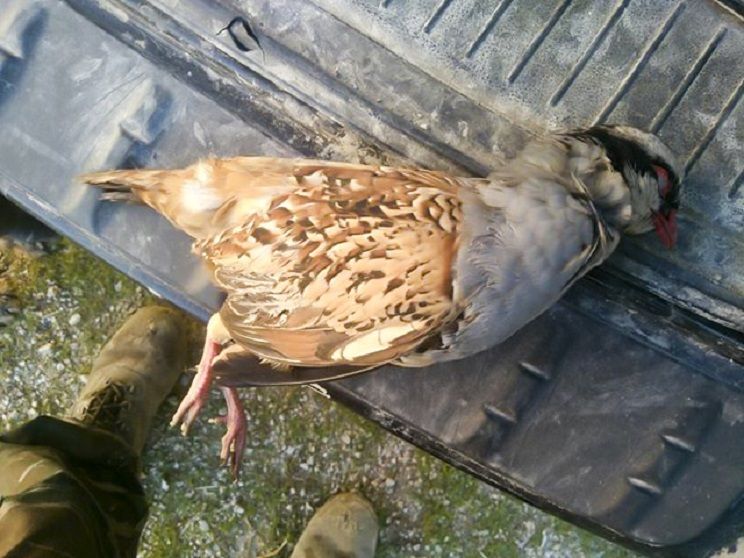 Una perdiz capturada, en una imagen de archivo.