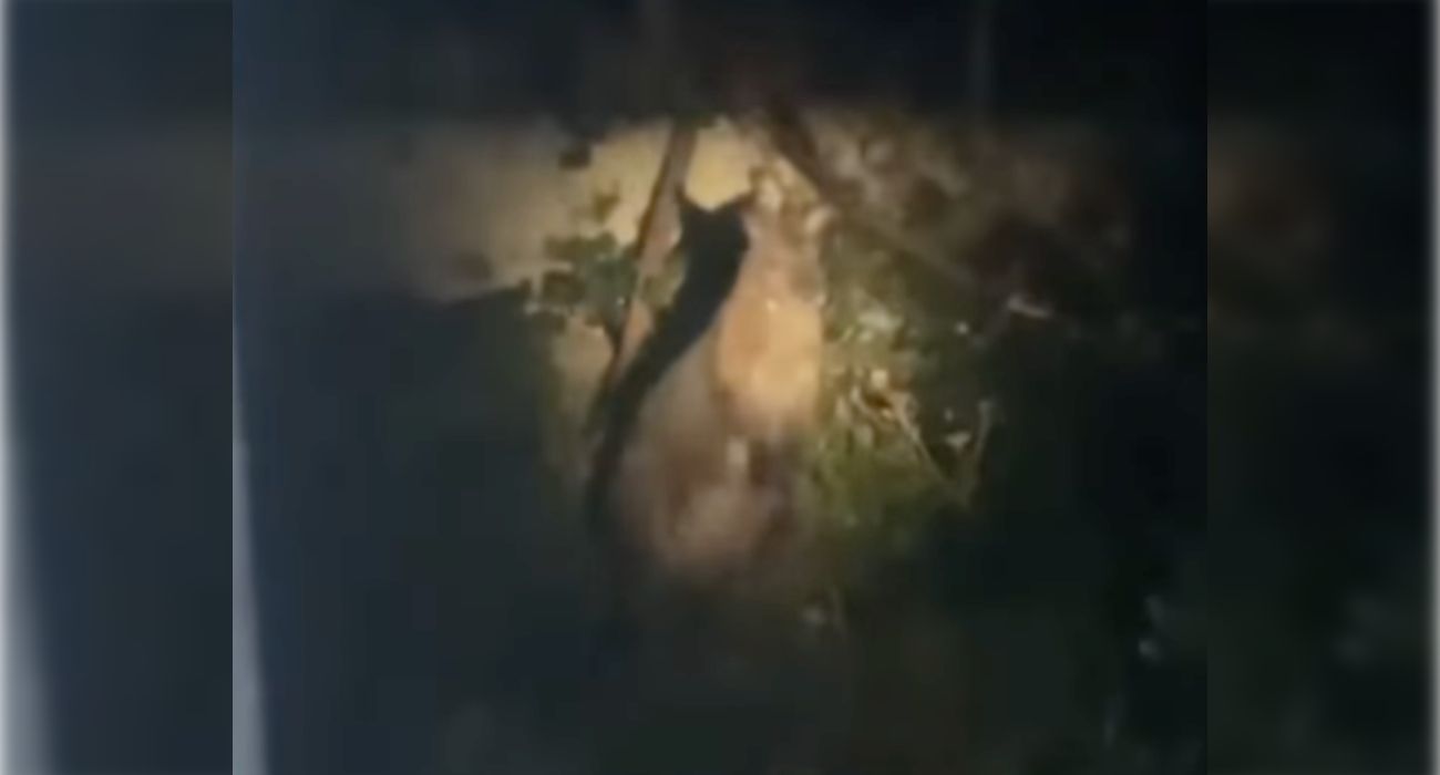 El canguro que ha sido avistado en Jerez.   JEREZ TV