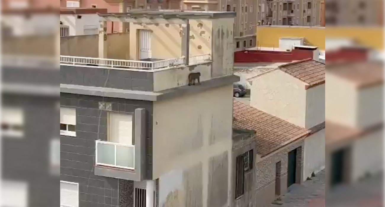 El mono de Gibraltar, por los tejados de La Línea de la Concepción.