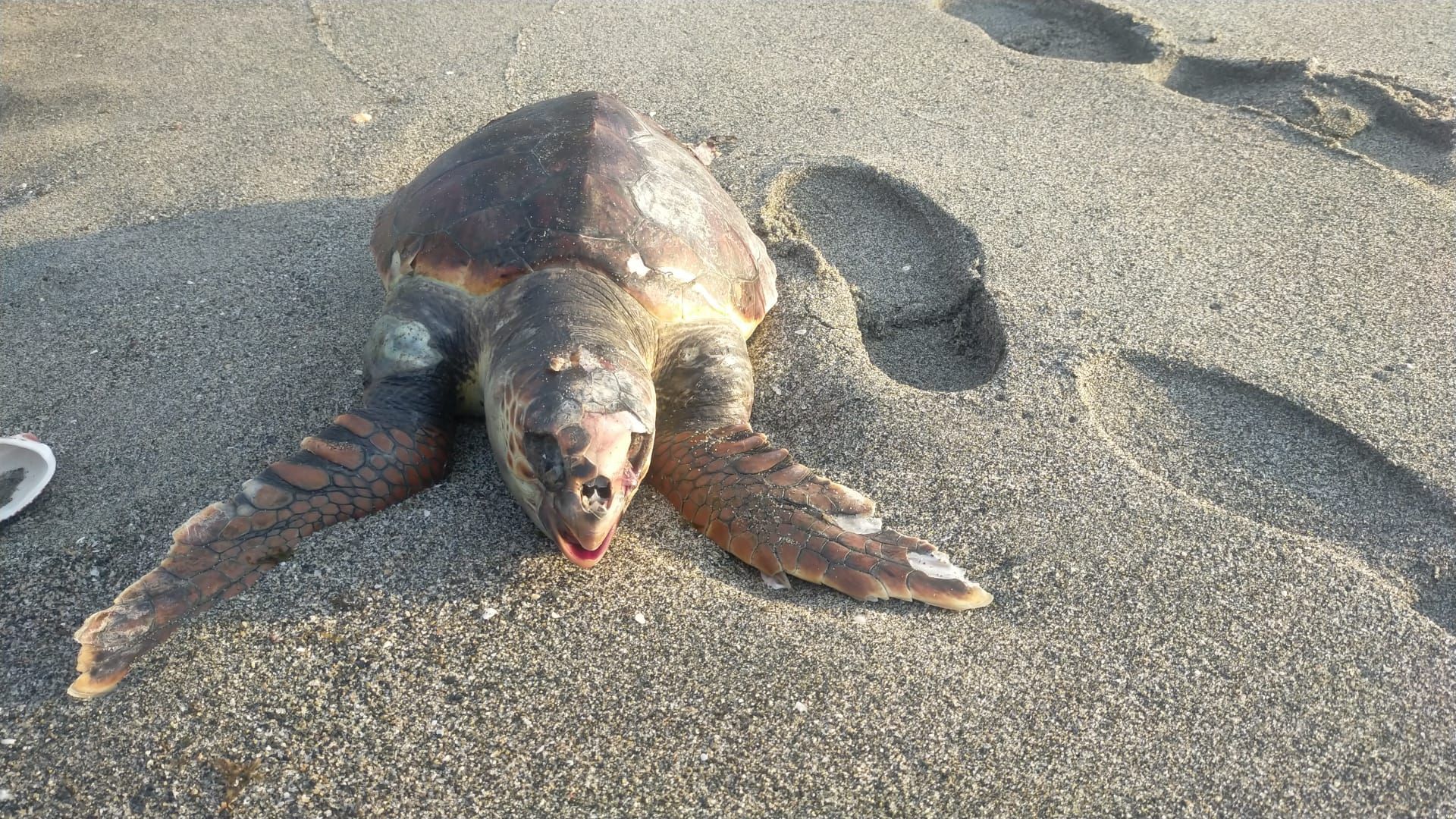 Uno de los ejemplares de tortuga boba encontrado en el litoral de La Linea.