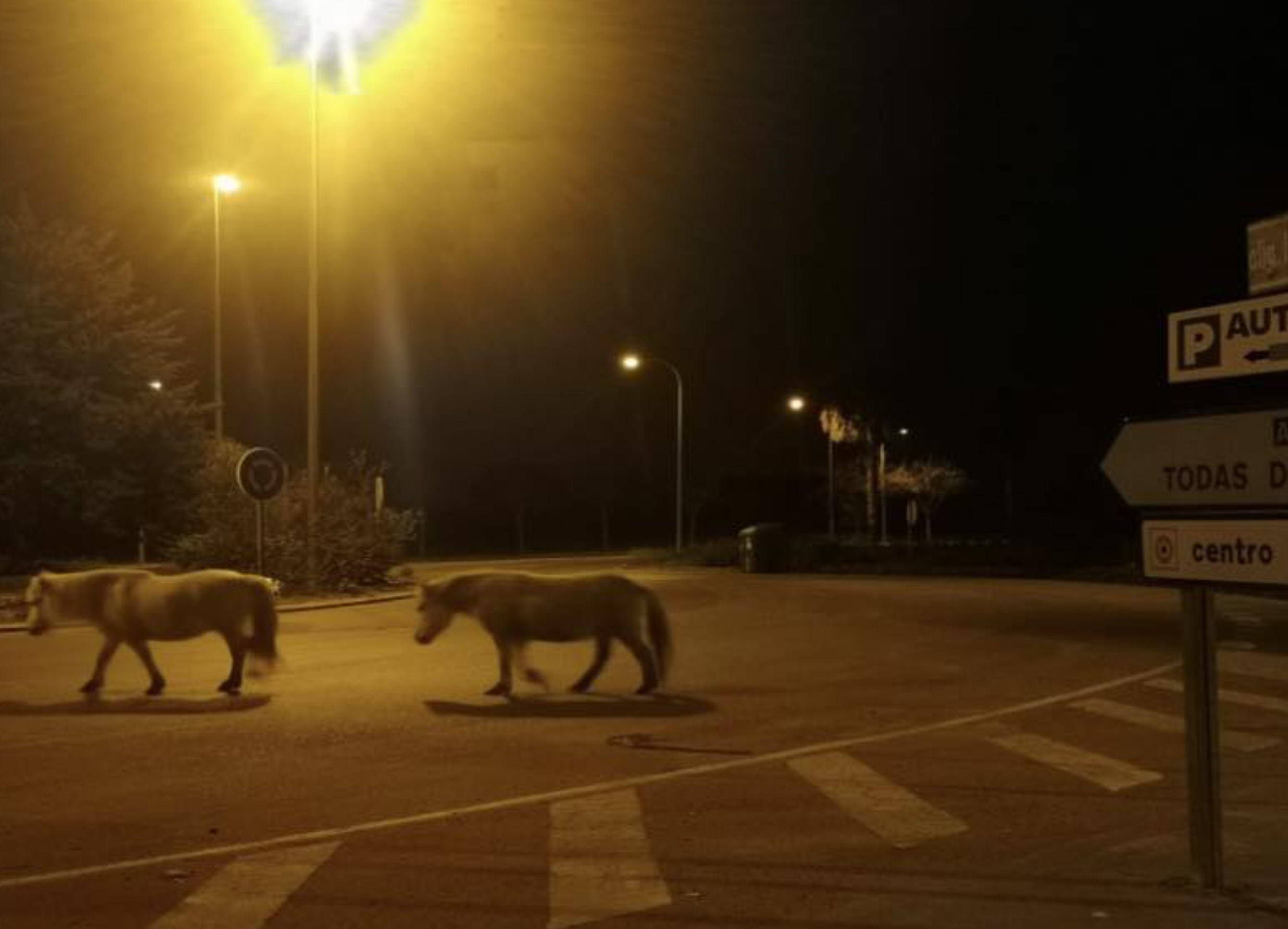 Ponis encontrados en las calles de Chipiona.