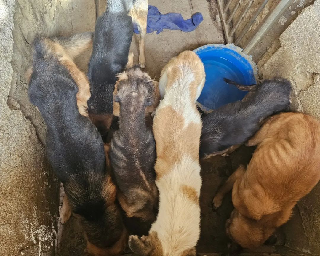 Ocho perros se alimentan del cadáver fresco de otro en Purullena, Granada.
