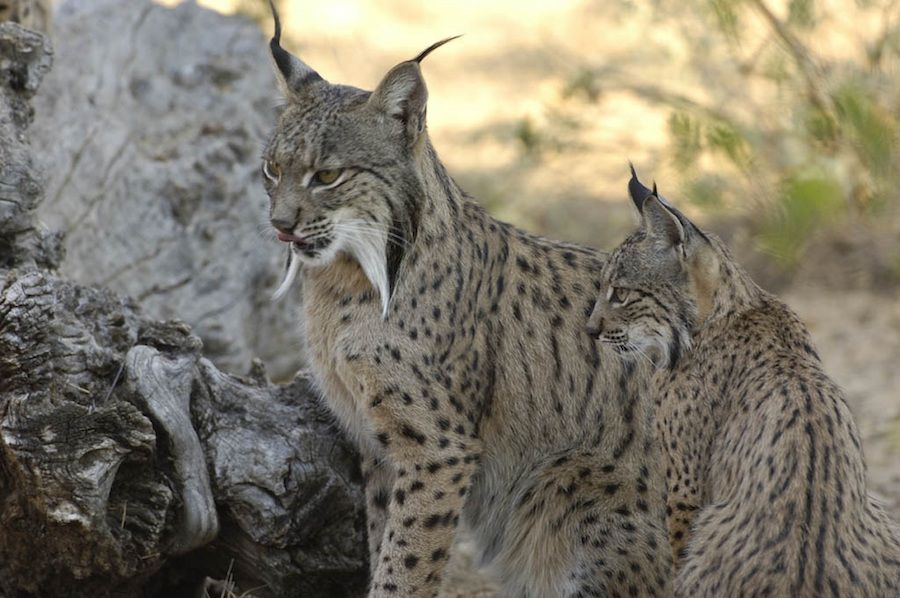 Linces ibéricos, en una imagen de archivo. FOTO: JUNTA DE ANDALUCÍA