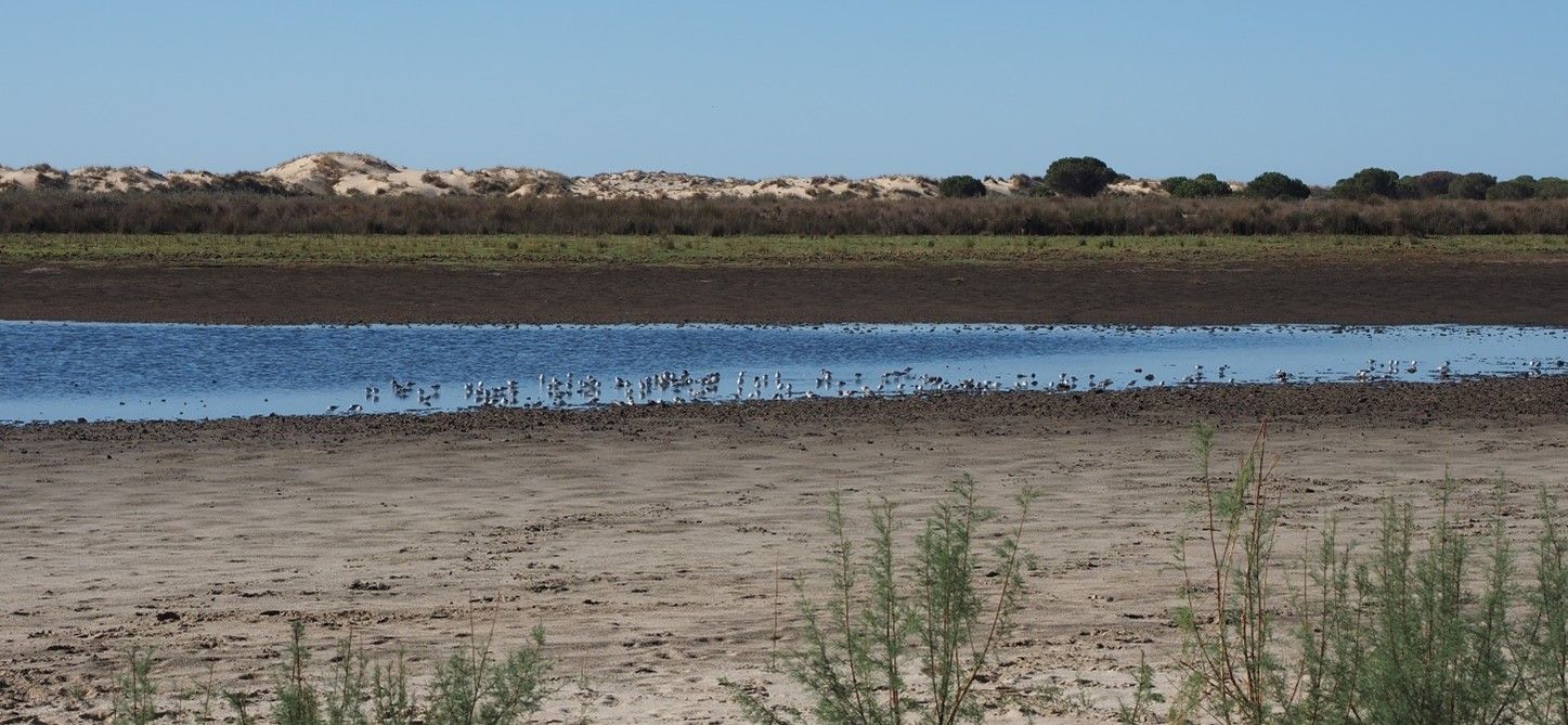 Aves en una laguna de Doñana, en una imagen del CSIC.