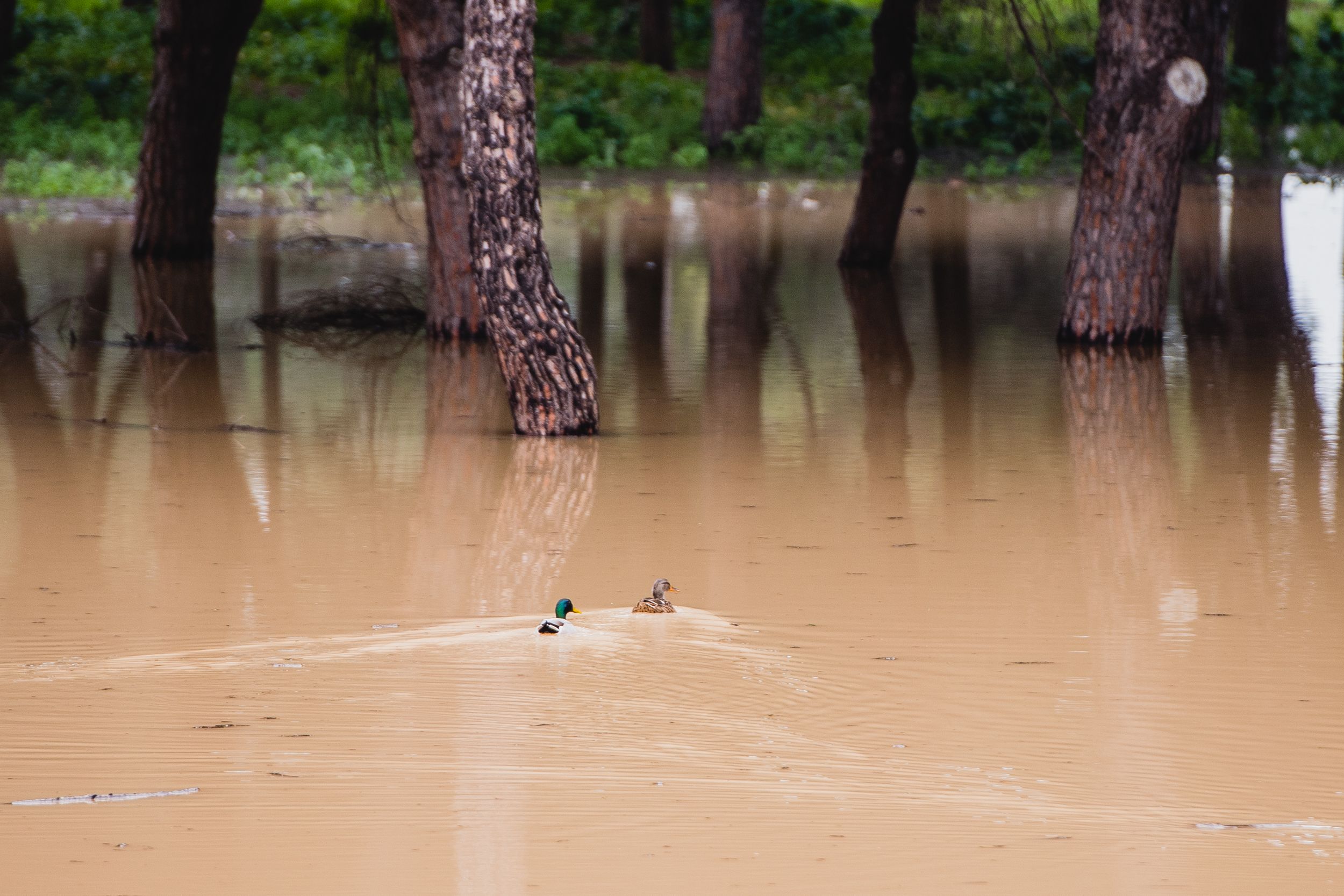 Imágenes de la Laguna del Sapo, en Sevilla Este, tras las lluvias.