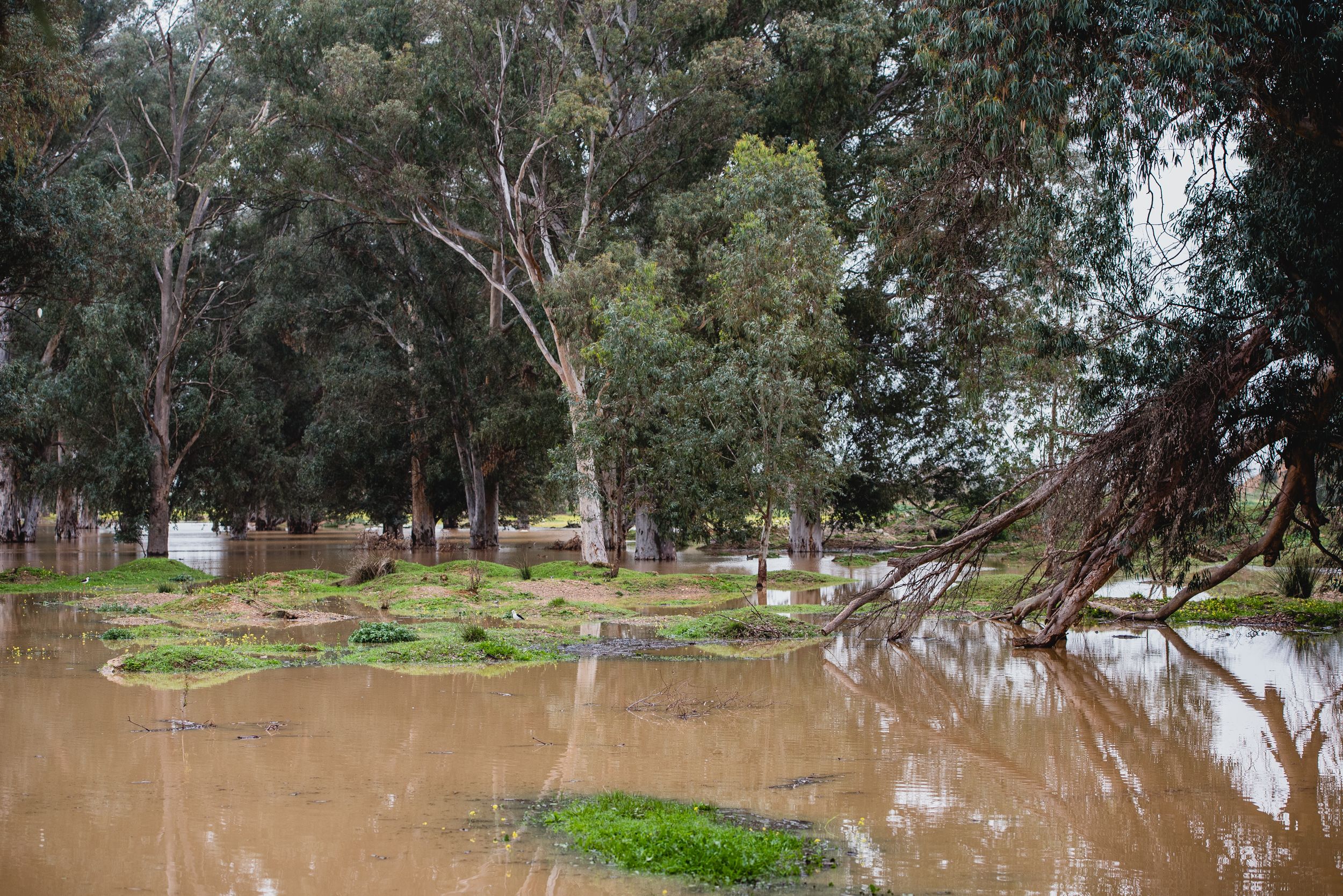 Imágenes de la Laguna del Sapo, en Sevilla Este, tras las lluvias.