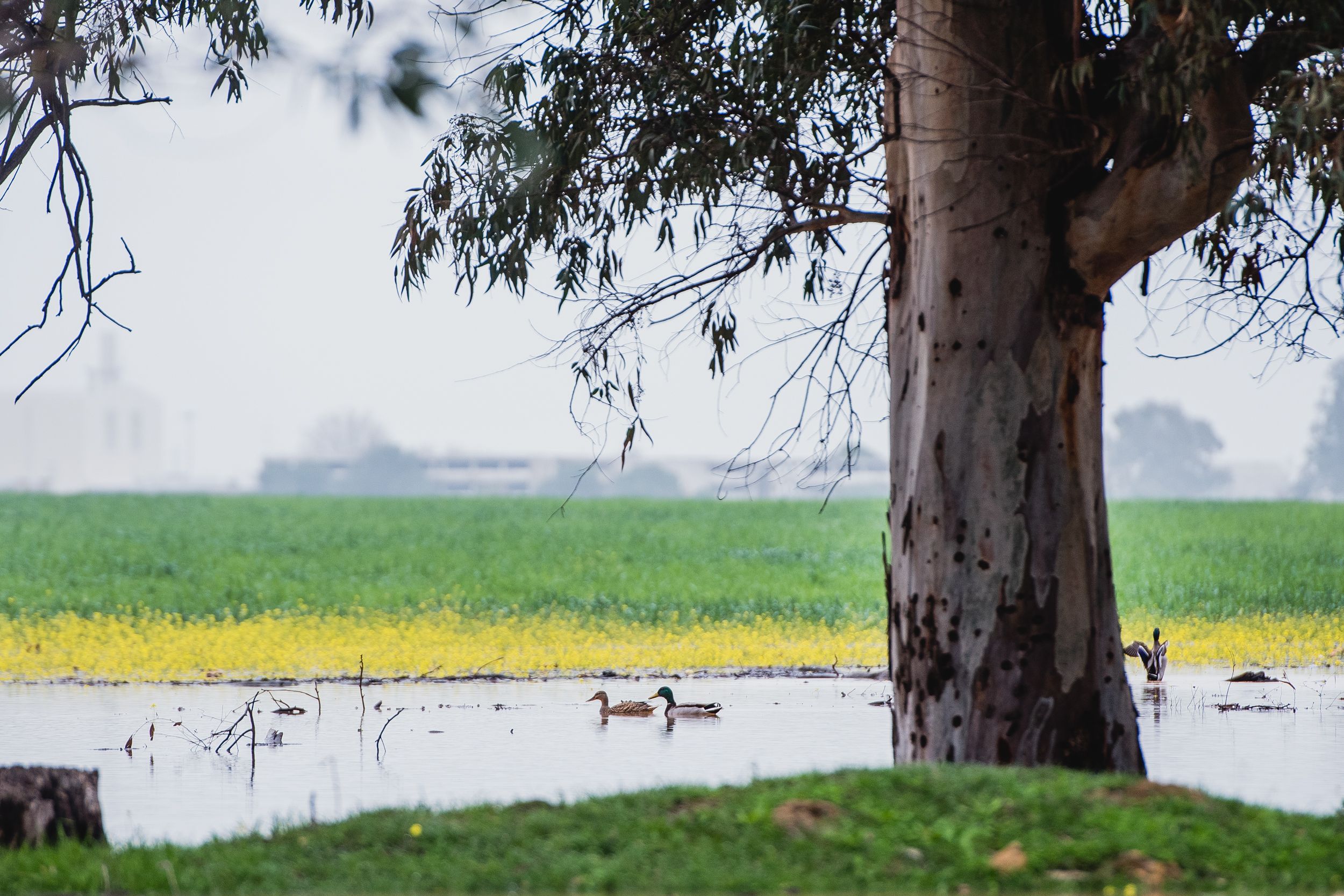 Imágenes de la Laguna del Sapo, en Sevilla Este, tras las lluvias.