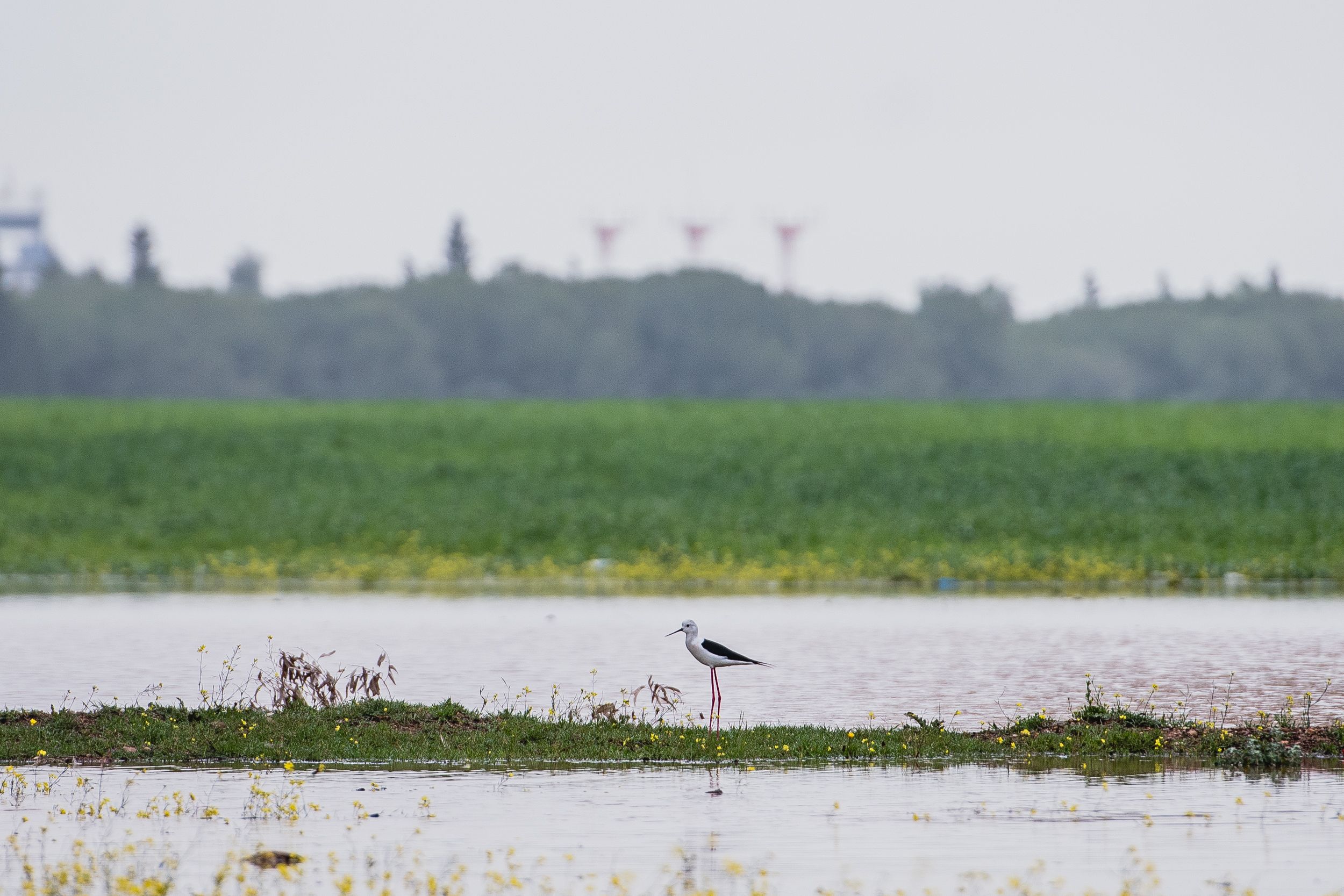 Imágenes de la Laguna del Sapo, en Sevilla Este, tras las lluvias.