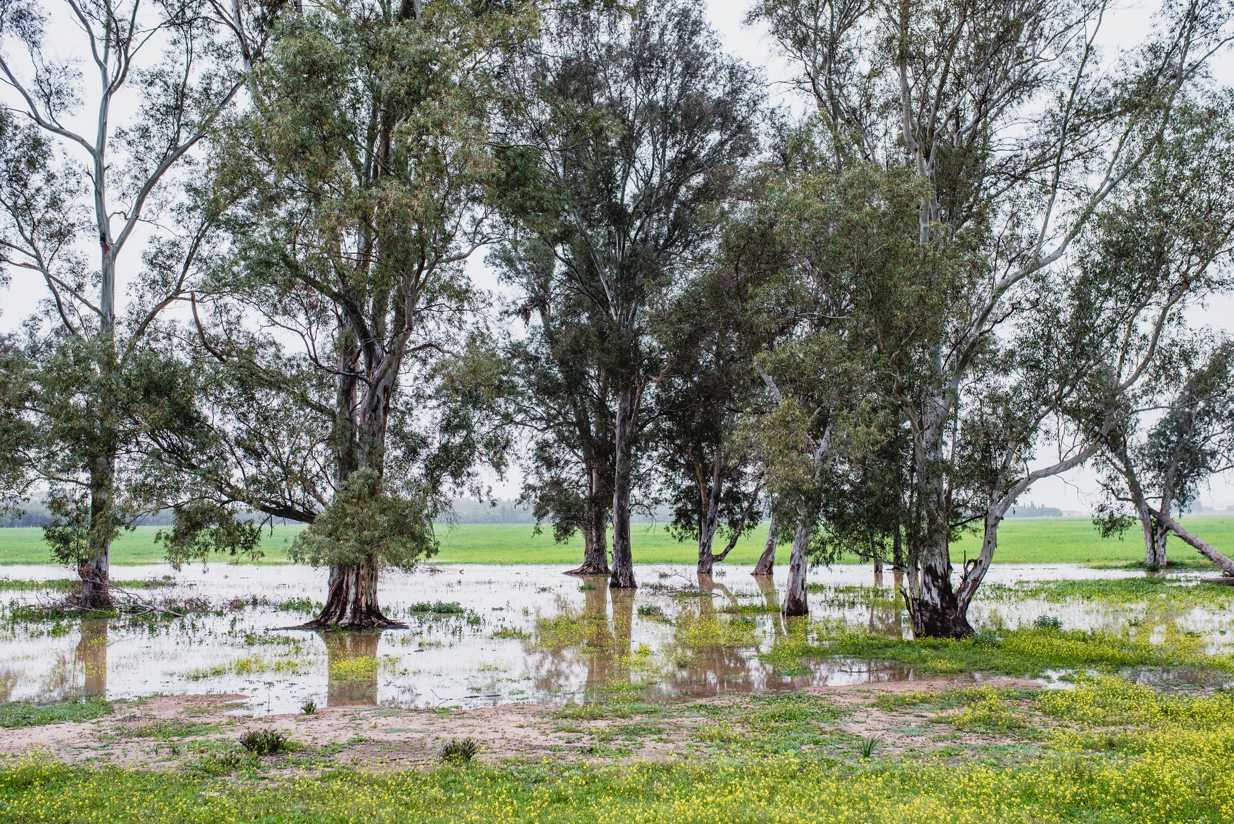 Imágenes de la Laguna del Sapo, en Sevilla Este, tras las lluvias.