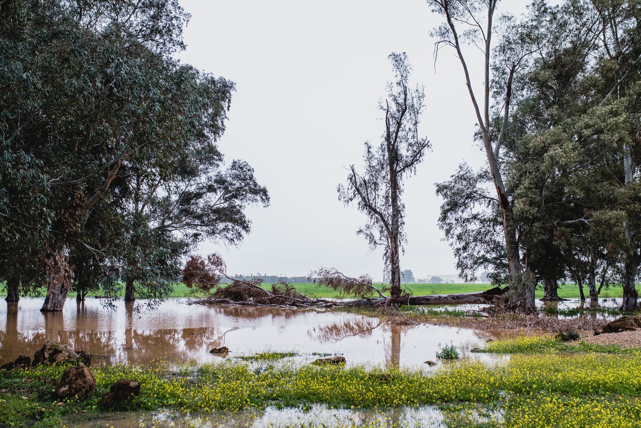 Imágenes de la Laguna del Sapo, en Sevilla Este, tras las lluvias.