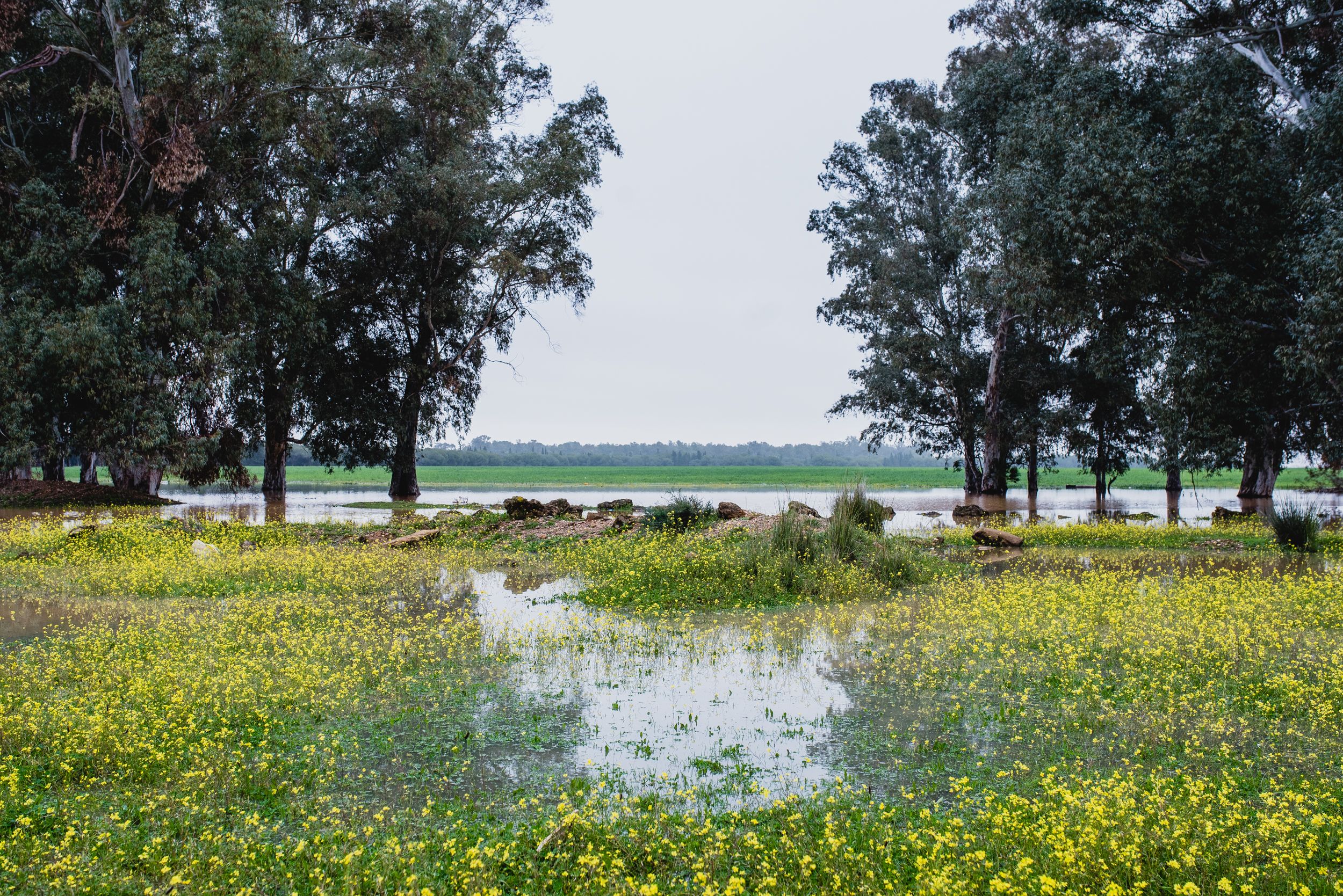 Imágenes de la Laguna del Sapo, en Sevilla Este, tras las lluvias.