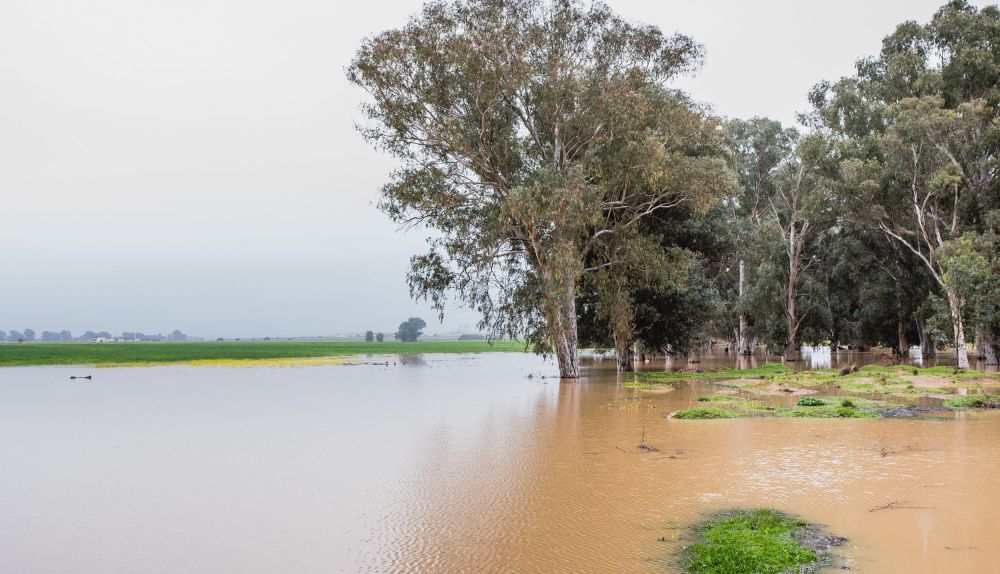 Imágenes de la Laguna del Sapo, en Sevilla Este, tras las lluvias.
