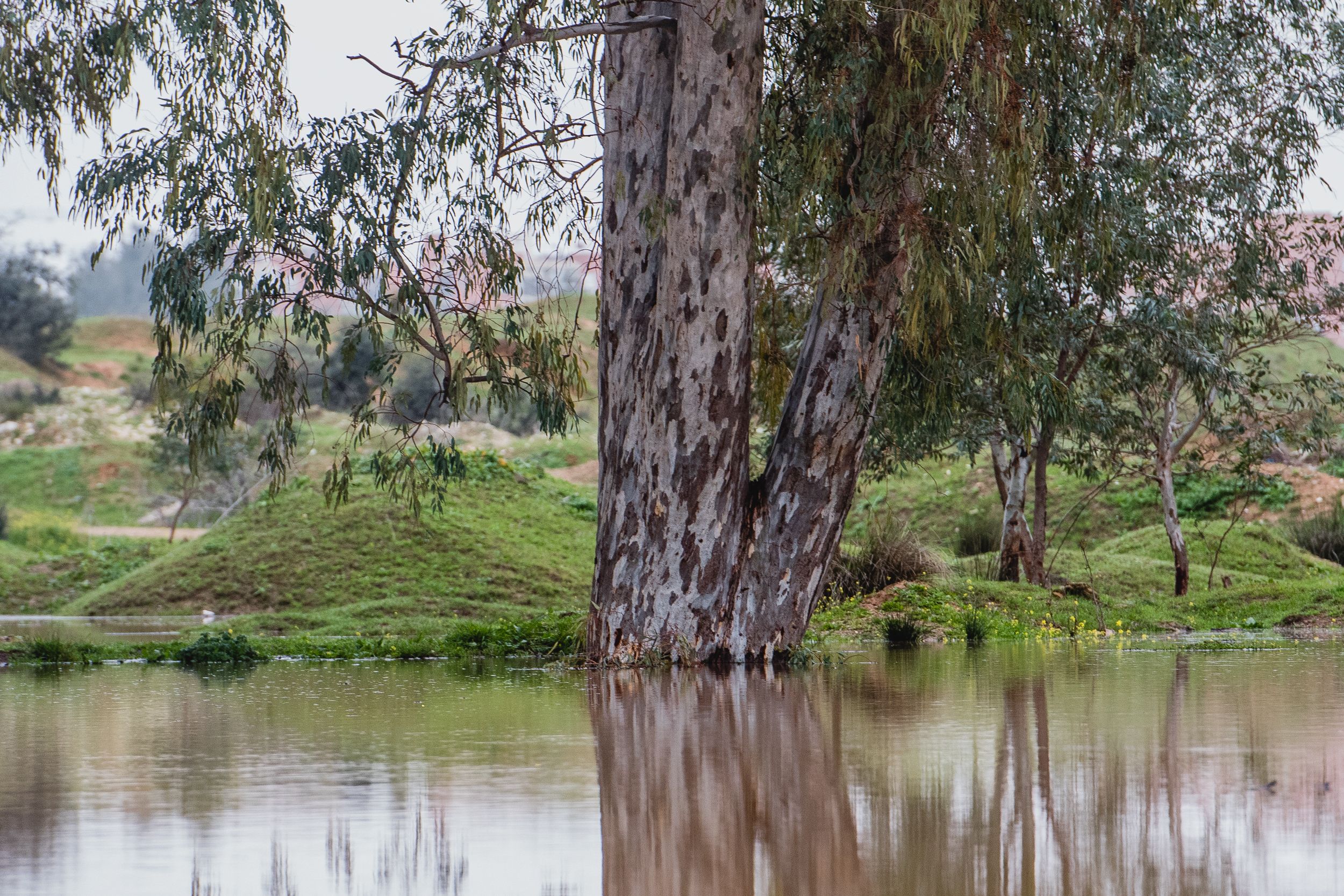 Imágenes de la Laguna del Sapo, en Sevilla Este, tras las lluvias.