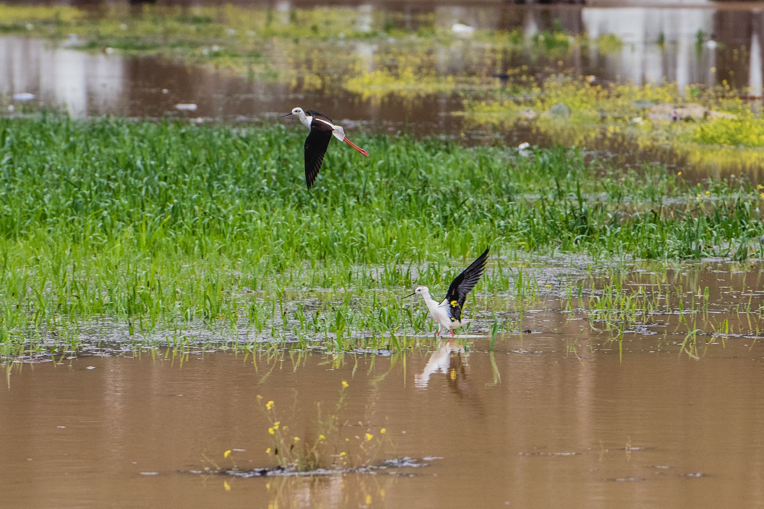 Una pareja de cigüeñuelas en la Laguna del Sapo, en Sevilla Este, tras las lluvias.