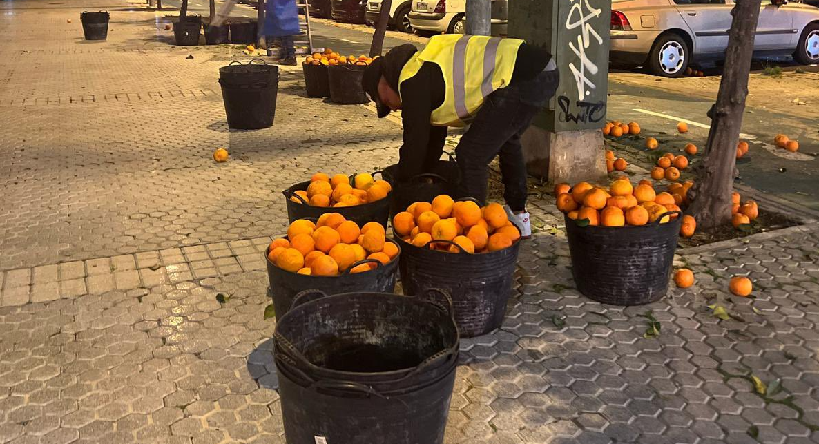 Un técnico recoge naranjas en Sevilla, en una imagen difundida por la propia delegada.