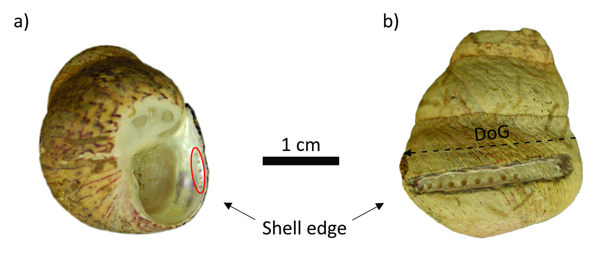 Conchas marinas analizadas.