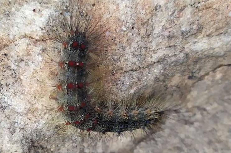 Lagarta peluda, en una imagen de archivo.