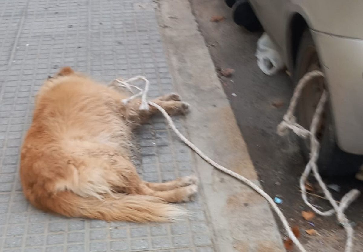 Perro amarrado a una cuerda junto a un coche en Cádiz. 