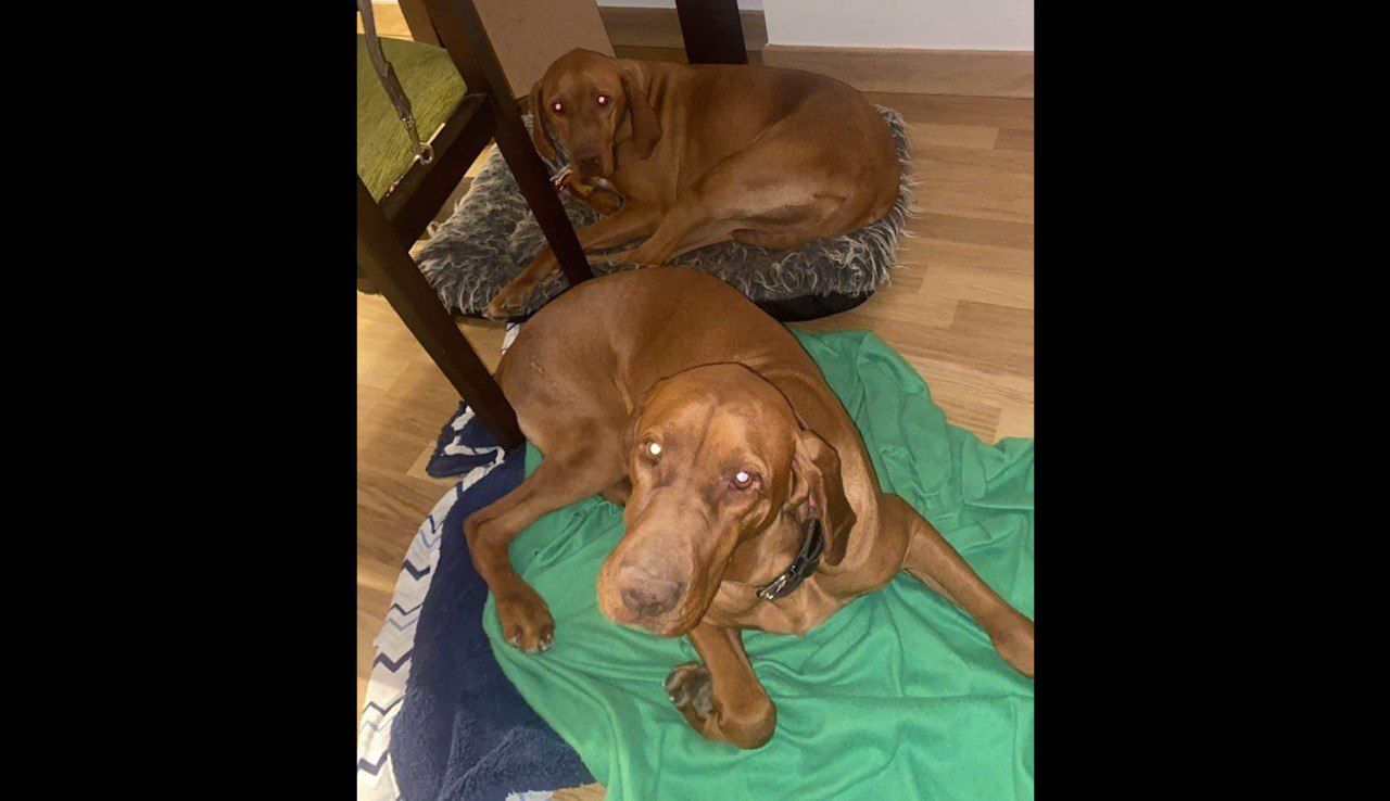 Tacho y Gila, los perros robados en Jerez