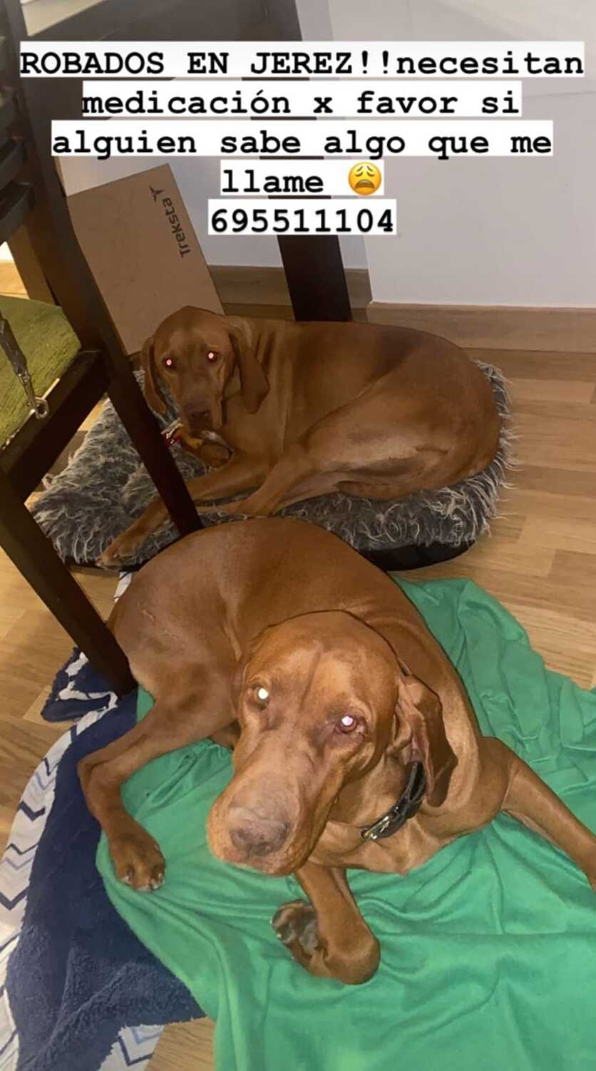 captura perros robados (1)