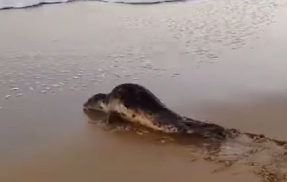 Una foca en la orilla de una playa de Matalascañas en Huelva.