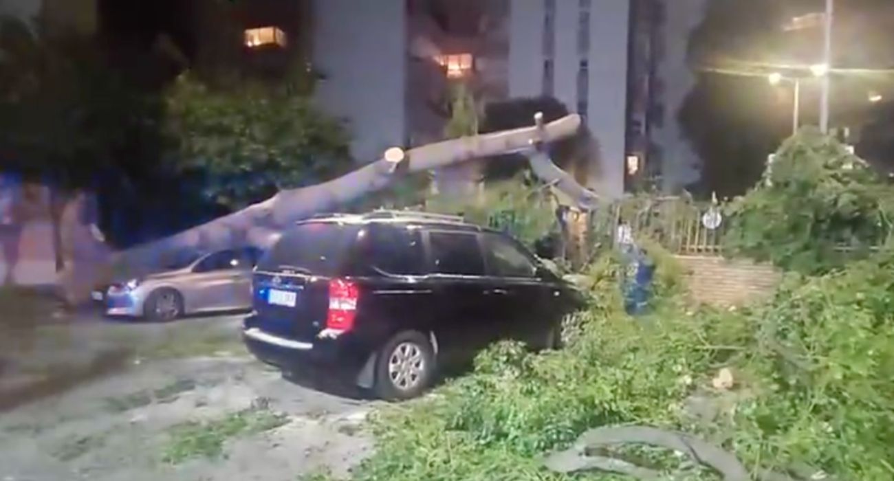 La caída de un árbol de grandes dimensiones ha provocado destrozos en varios coches.