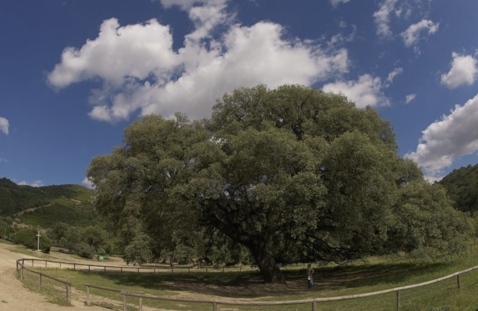 El Chaparro de la Vega de Coripe aspira a ser el árbol del año en Europa.