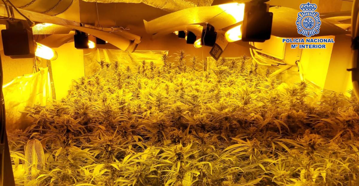 Una de las plantaciones desmanteladas en Jerez en una operación antidroga. FOTO: CNP