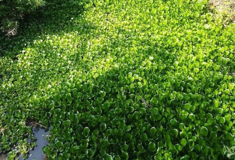 Camalote en el arroyo del Priori, en el límite de Los Alcornocales.