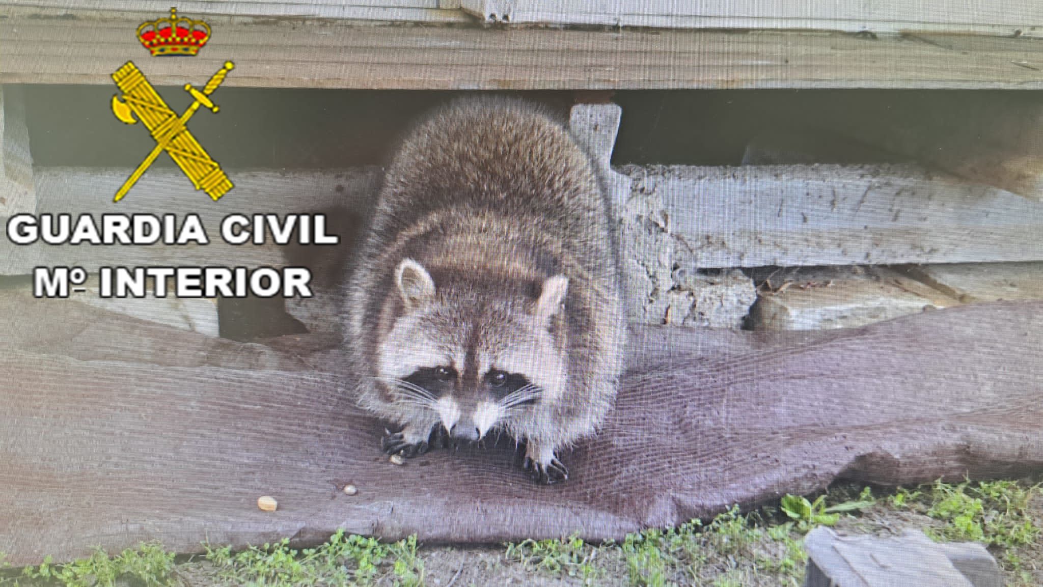 El mapache rescatado de una finca de Chiclana. El mapache rescatado de una finca de Chiclana.