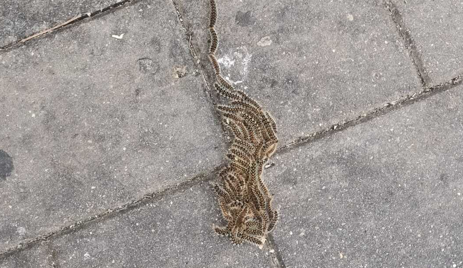 Las procesionarias, en una imagen del PSOE de Sevilla, en la zona de Alcosa.