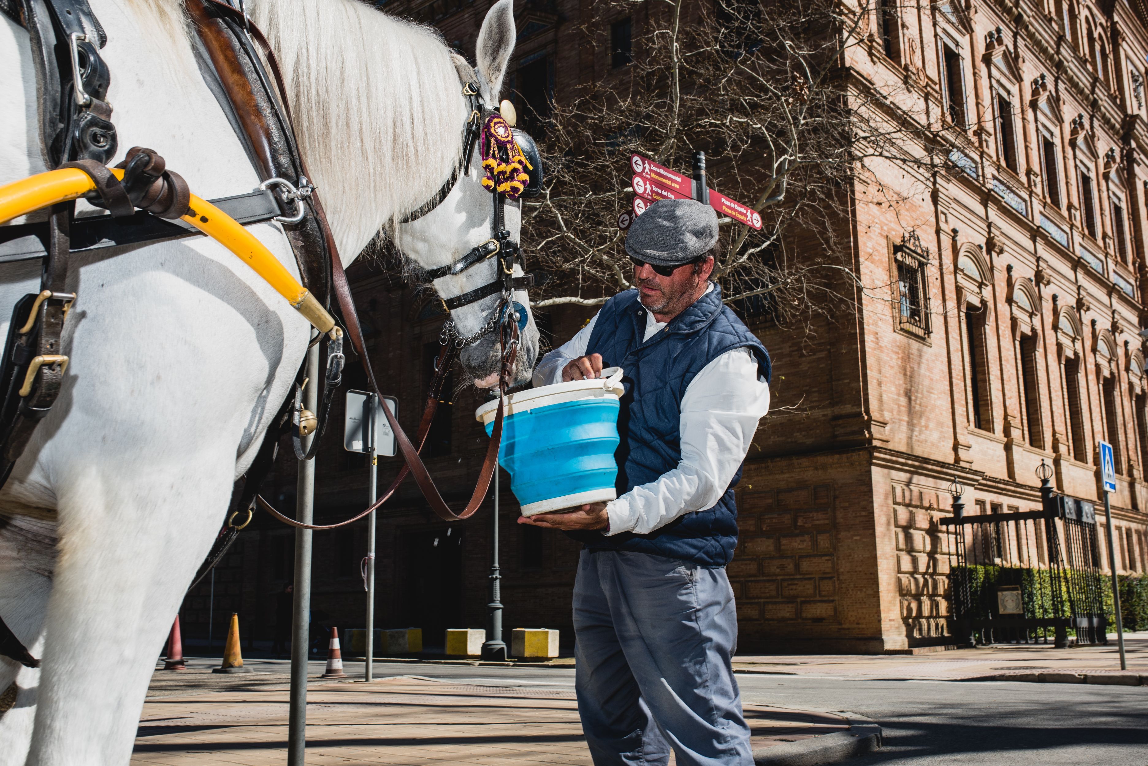 Un cochero de la Plaza de España da de beber a su caballo.