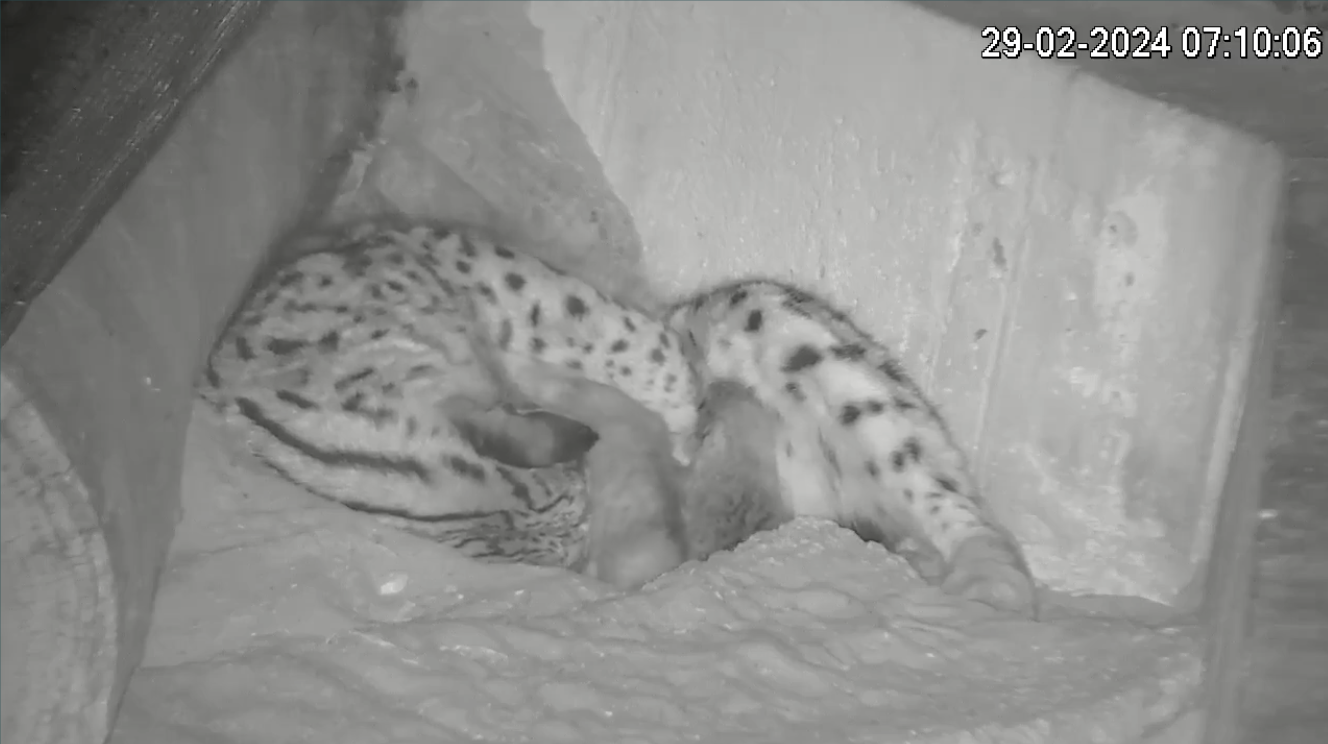 Un fotograma del vídeo que muestra a la madre con los cachorros