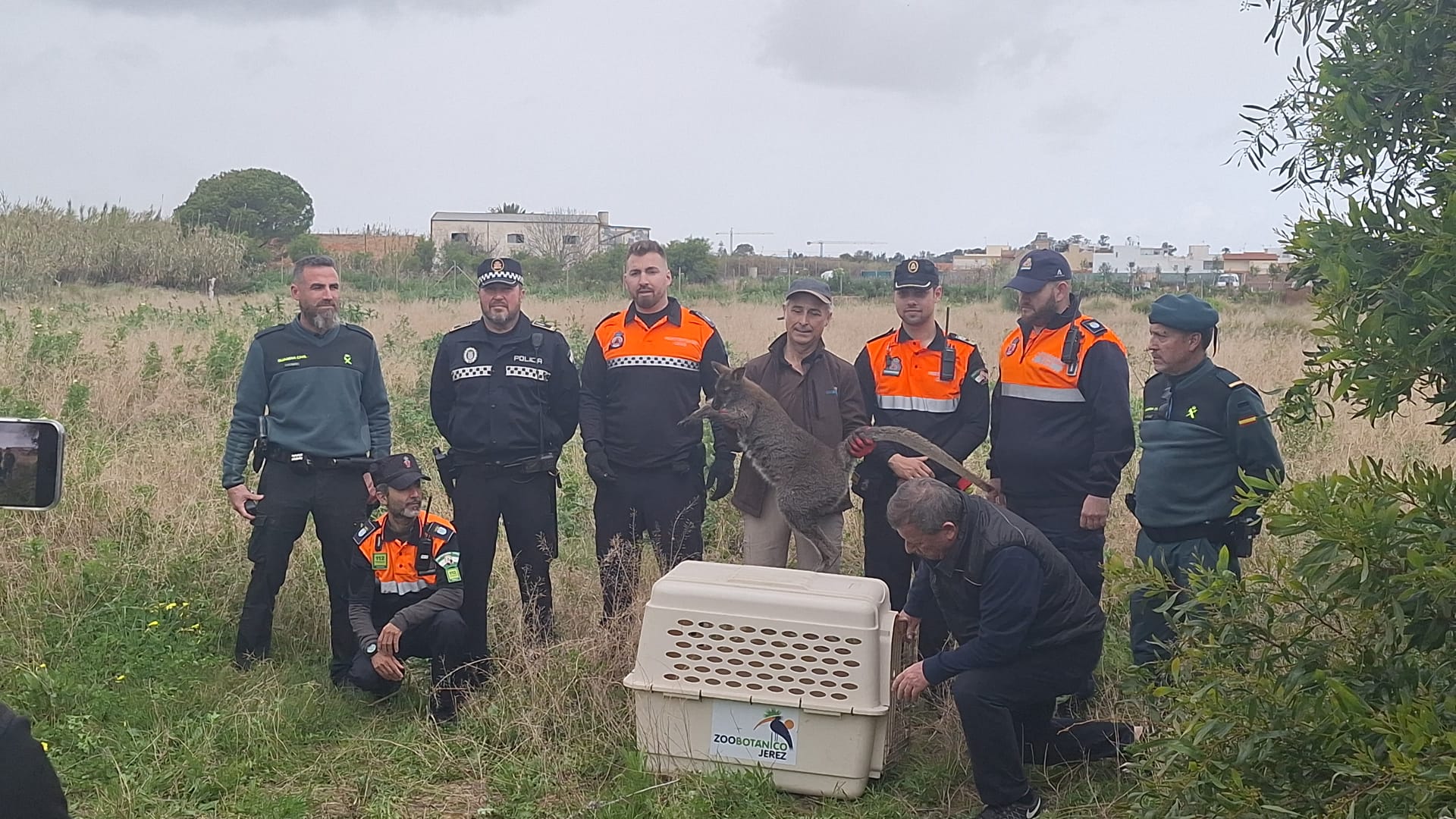 El canguro atrapado en Jerez tras estar perdido un mes.
