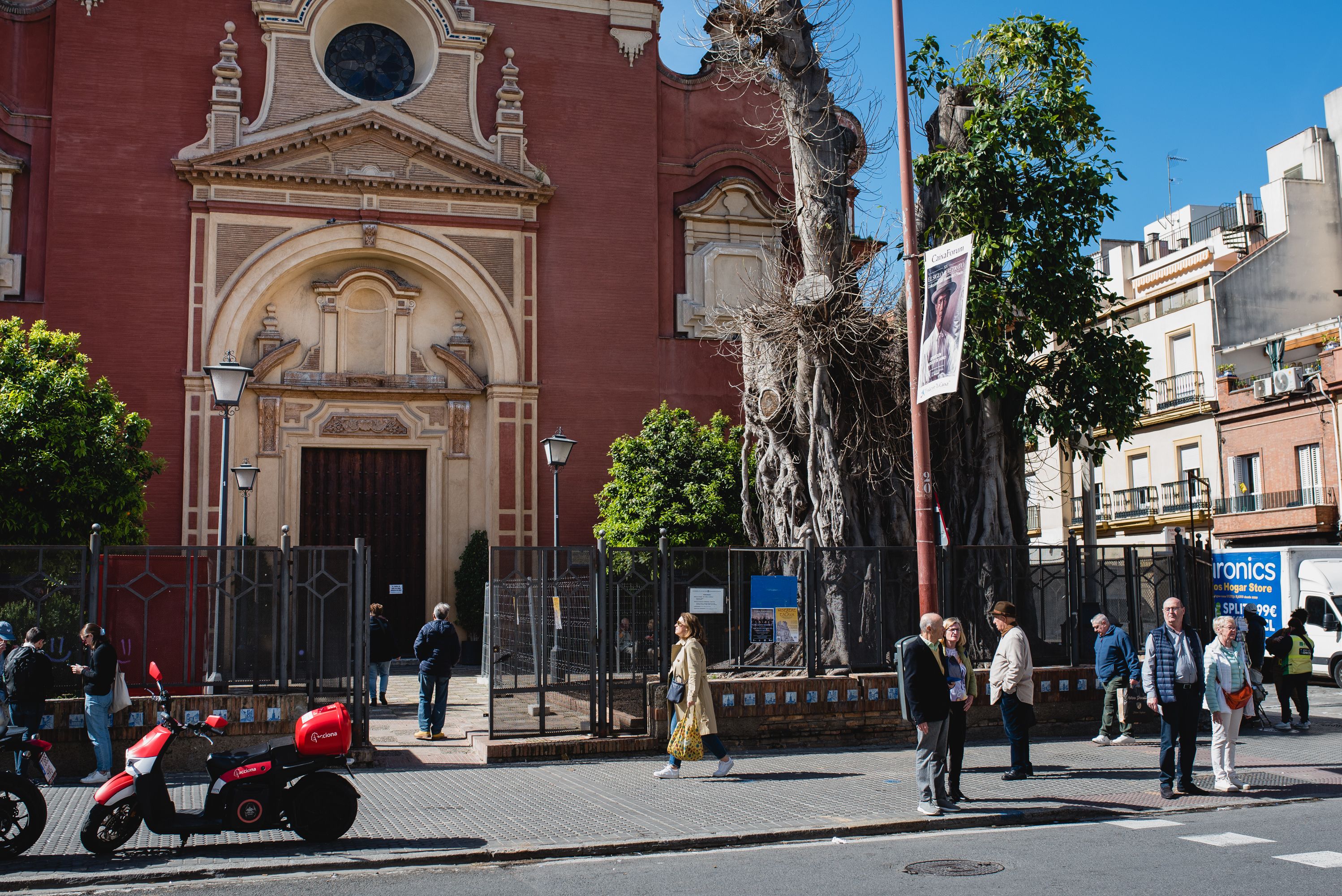 El ficus de San Jacinto, en Sevilla, posee un estado preocupante.