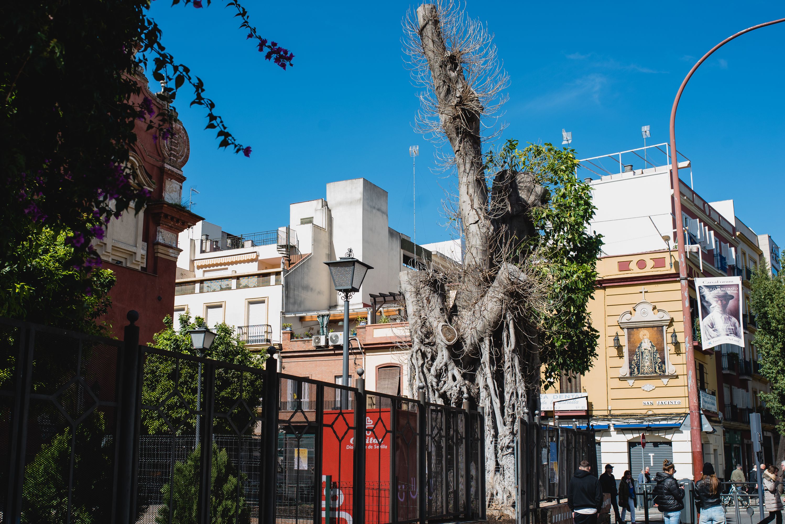 El ficus de San Jacinto, en Sevilla, posee un estado preocupante.