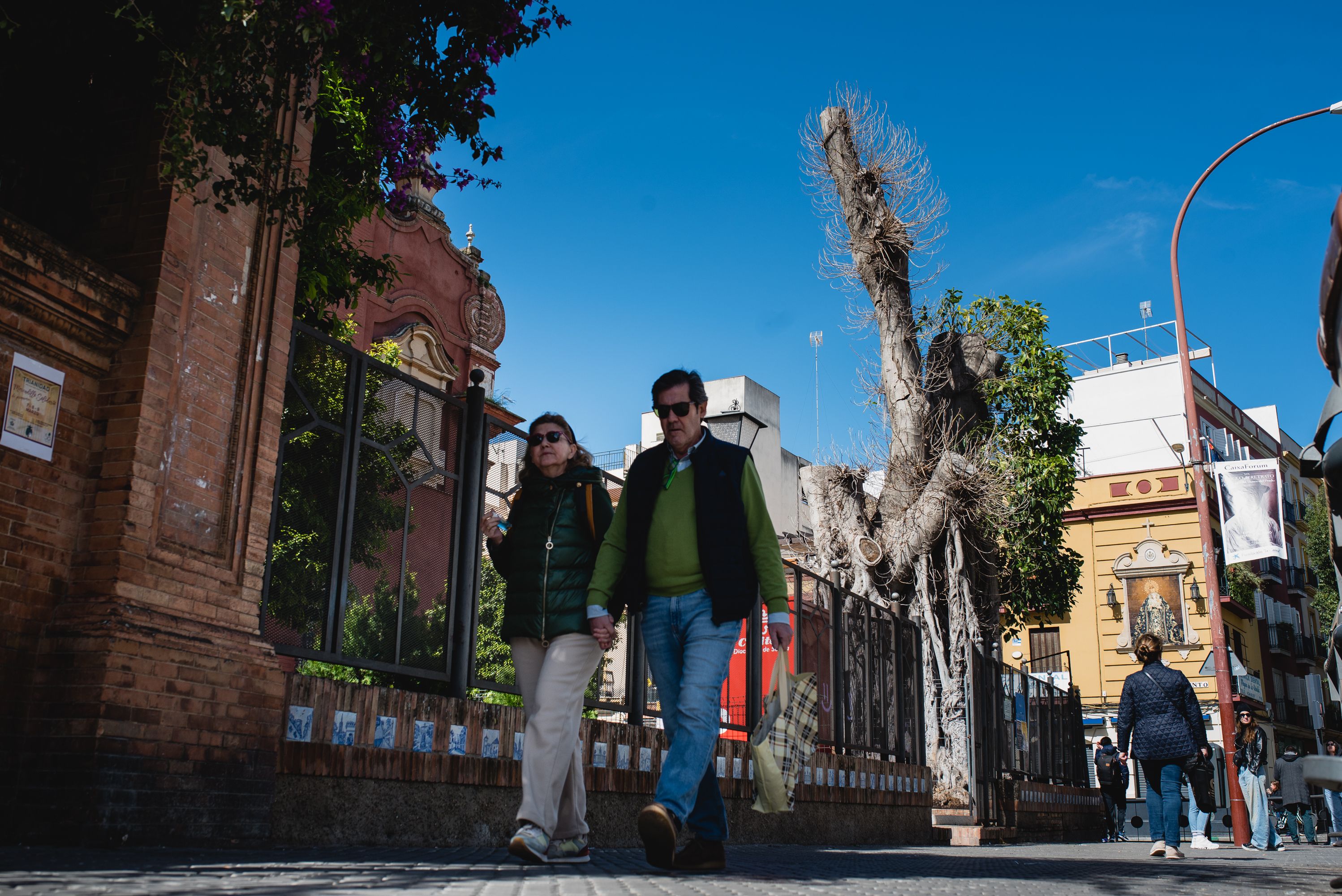 El ficus de San Jacinto, en Sevilla, posee un estado preocupante.